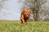 DOGUE DE BORDEAUX 120